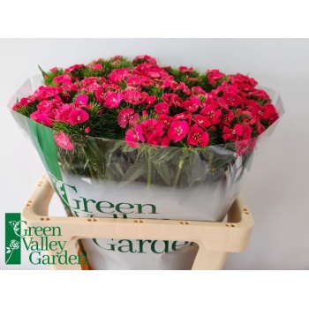 product/img.floraplaza.nl/DIASWFLAM-LIVE_fotos-0xDF67D32D5E45E82BDB8FDA6C14D254B746D598B4.jpg