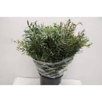 product/img.floraplaza.nl/EUC._NICOLII-ASSORTI_fotos-TOPB-Leaf eucalyptus nicholii per bunch.JPG