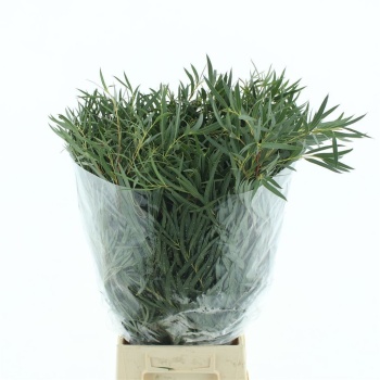 product/img.floraplaza.nl/EUC._NICOLII-LIVE_fotos-0x7C745F33DC6904221C7935CD465C72092C9EDA71.jpg