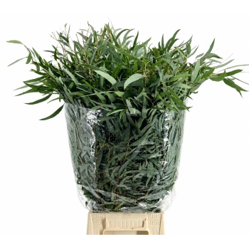 product/img.floraplaza.nl/EUC._NICOLII-LIVE_fotos-0xE86ED526513F95D8B9F85E00A66195E0F09D4212.jpg