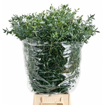 product/img.floraplaza.nl/EUC._PARVIFOLIA_300GR-LIVE_fotos-0xA1CF39861C59767AB7C99B9CFA3A5C62C6DDC805.jpg