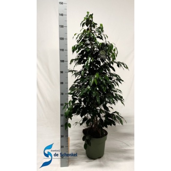 product/img.floraplaza.nl/FICBEN27DAN-LIVE_fotos-0xA16354B5600ACCF449C8A090C961AFEA8C36CF60.jpg