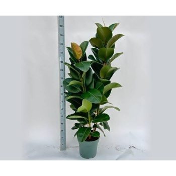 product/img.floraplaza.nl/FICROB30-LIVE_fotos-0xCAD886A17F8C46045235CE37E90F119AC6DA5F49.jpg