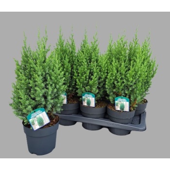 product/img.floraplaza.nl/JUNI17STR-LIVE_fotos-0x240A1607984B5377035B974130A77FEE1BE9F2F7.jpg