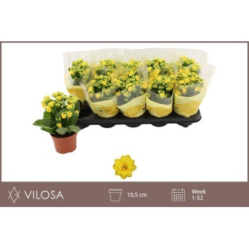 product/img.floraplaza.nl/KALDECY510-LIVE_fotos-0xB4D1A14393DEDCB07A0BDEB17AD322456ABBAEAE.jpg