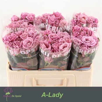 product/img.floraplaza.nl/KRALAD5-LIVE_fotos-0xB0482F590400F74587F47C011DCAB42DDBE0A14A.jpg