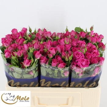 product/img.floraplaza.nl/KRALI5-LIVE_fotos-0xE517A583893618D0868FA6DB0BD5DD388BE5A5CA.jpg