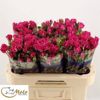 product/img.floraplaza.nl/KRALI6-LIVE_fotos-0x0FFC1C6CE2314C8E6F60292504DE64F00E2CCFFF.jpg