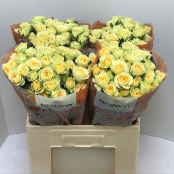 product/img.floraplaza.nl/KRBAN6-LIVE_fotos-0xE5098959172DD2590EA014A43D7AE356A76399CC.jpg