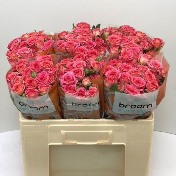 product/img.floraplaza.nl/KRCHI5-LIVE_fotos-0xEDA610D26EE4198B1207876D512634246B306E1F.jpg