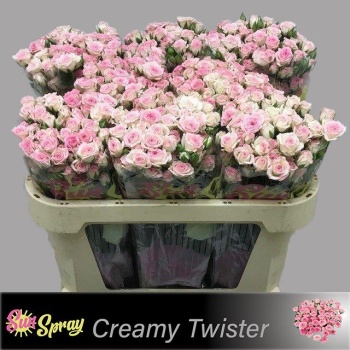 product/img.floraplaza.nl/KRCRET7-LIVE_fotos-0xC3137476DBC03CA58DD6598DC51BE714B7ABEDCF.jpg