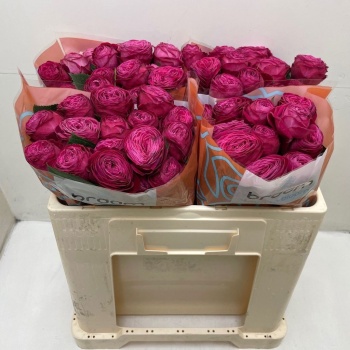 product/img.floraplaza.nl/KRDIMAB5-LIVE_fotos-0xFF1CF6A8DCC98EA4AD9C7332DE7E1071B8AB0672.jpg