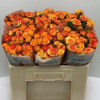 product/img.floraplaza.nl/KREYEL5-LIVE_fotos-0x322F283C75D283E0104944CAF94093708BD57DCB.jpg