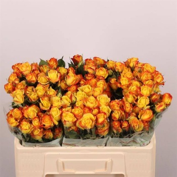 product/img.floraplaza.nl/KREYEL5-LIVE_fotos-0xE199C20901548587FFD7C3D076B3BD5CD1D5DA51.jpg