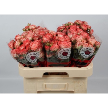product/img.floraplaza.nl/KRFAIF6-LIVE_fotos-0xA3AD1033459D1C34DD7B0E76FB95F4AF5BE87EE4.jpg