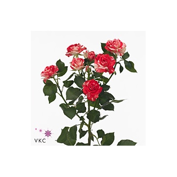 product/img.floraplaza.nl/KRFIRE5-ART_Fotos-VBN-vbn110451.jpg