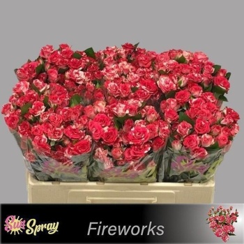 product/img.floraplaza.nl/KRFIRE5-LIVE_fotos-0x11C397682A83FC9772A7CC66AD72D90415934052.jpg