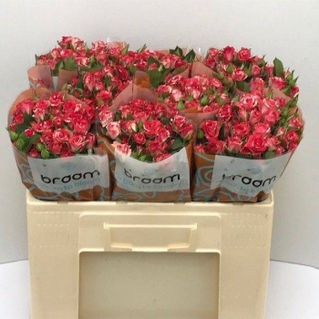 product/img.floraplaza.nl/KRFIRE5-LIVE_fotos-0xE740F8B441729C3DCFA77DFD8EDB2F13E1AE9258.jpg