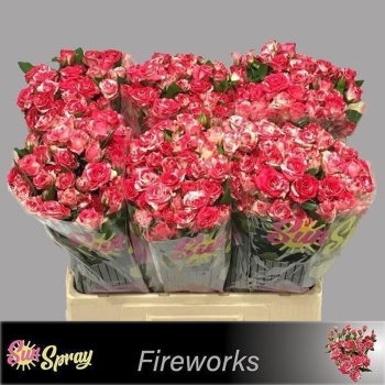 product/img.floraplaza.nl/KRFIRE6-LIVE_fotos-0x715CEF7441265CB310F01F14429BC350C16387D9.jpg