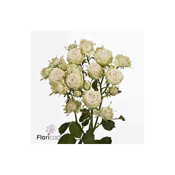 product/img.floraplaza.nl/KRGAL6-ART_Fotos-VBN-vbn120587.jpg