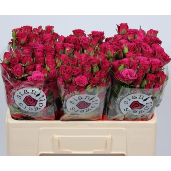 product/img.floraplaza.nl/KRGLOR5-LIVE_fotos-0x2076636602427C4E645C5CACA605A2FEF08755BD.jpg