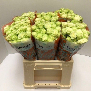 product/img.floraplaza.nl/KRGREG4-LIVE_fotos-0x277421C887CF7A40604B98D04462A972647ADB60.jpg