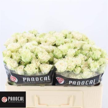 product/img.floraplaza.nl/KRIVOF5-LIVE_fotos-0xC40962990F23123B5262024CCCCDD6E16362343A.jpg