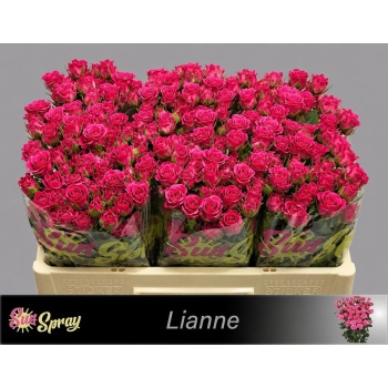 product/img.floraplaza.nl/KRLIA5-LIVE_fotos-0xC50D0E0546B8D63C534844D9D9F2F080B08083CE.jpg