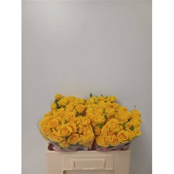 product/img.floraplaza.nl/KRMAR5-LIVE_fotos-0xEA2708DCB3300D08592D1B6BED33946682E010C3.jpg