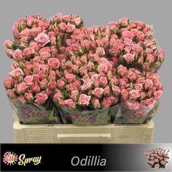 product/img.floraplaza.nl/KRODI5-LIVE_fotos-0x3244C4329EE41391CC8DD82D682EC1F7DCA5B760.jpg