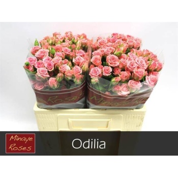 product/img.floraplaza.nl/KRODI5-LIVE_fotos-0x7D3704273C7EDA4A7D1786C9543493EB7255D46A.jpg