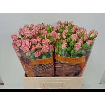 product/img.floraplaza.nl/KRODI6-LIVE_fotos-0x3D7CE027022F9E52B19AC0F668DBCAF2E0465654.jpg