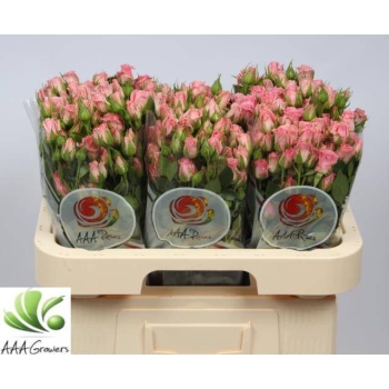 product/img.floraplaza.nl/KRODI6-LIVE_fotos-0x8A8C5F9CD3C30FB2CD375D2A9FF55C3544990347.jpg