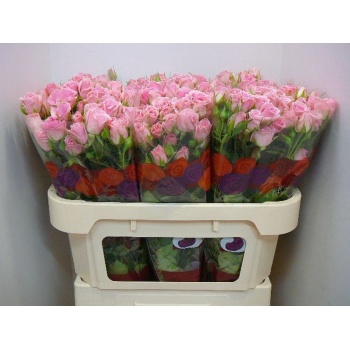 product/img.floraplaza.nl/KRODI7-LIVE_fotos-0xCFEDABBBC9638B085608311110BCEFA070FD8F83.jpg