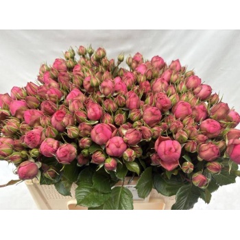 product/img.floraplaza.nl/KRPINP50-LIVE_fotos-0x44A1BFECBF5FDCAEF61F0A11B8CCEACD4212B93A.jpg