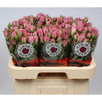 product/img.floraplaza.nl/KRROW6-LIVE_fotos-0x0BED39BEBD52D9A4B44ACFEB4B25DEB08D3DEF02.jpg