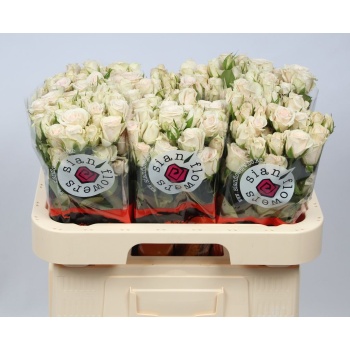 product/img.floraplaza.nl/KRROYP6-LIVE_fotos-0xF3BDABD4CC837575821CF8DC0D978119310E0E59.jpg