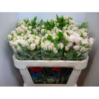 product/img.floraplaza.nl/KRROYP7-LIVE_fotos-0x3D0F05881BBA076200D3C95A9897D22B92497684.jpg