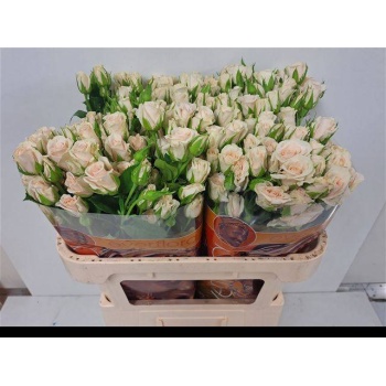 product/img.floraplaza.nl/KRROYP7-LIVE_fotos-0xE6BDACFCD01EC0E377FF08CDEA495B3237E27ED0.jpg