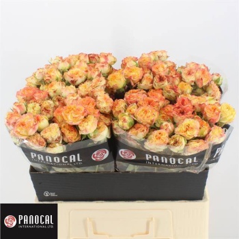 product/img.floraplaza.nl/KRSHOF6-LIVE_fotos-0xA22B7DBC6FCBEAEC6B24DF96223F96C3A8D5A0CB.jpg
