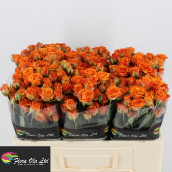 product/img.floraplaza.nl/KRSMA5-LIVE_fotos-0x65CD1A1501A7DFAE621305CC7B01A348F24D602E.jpg