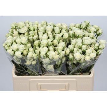 product/img.floraplaza.nl/KRSNO5-LIVE_fotos-0xA7451F8F080C59277E4A43CAF29D0536DA73EB71.jpg