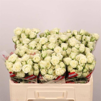 product/img.floraplaza.nl/KRSNO5-LIVE_fotos-0xB1D8096E3B67C43F01C933AC8C858CE6741A3798.jpg