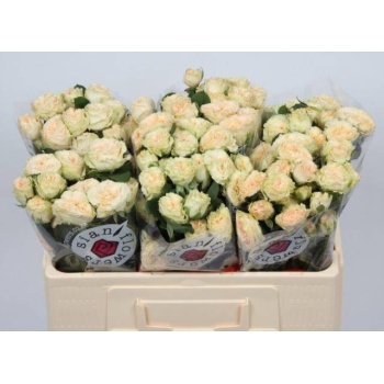product/img.floraplaza.nl/KRSUM5-LIVE_fotos-0x39D0C5D9CC94AB3C01C9A4C6B05C93A99AF13CB4.jpg