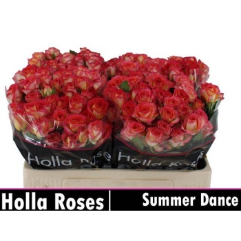 product/img.floraplaza.nl/KRSUMD5-LIVE_fotos-0x5CC16B33F701E784113AD85FADCD0AB6E9D5BFF5.jpg