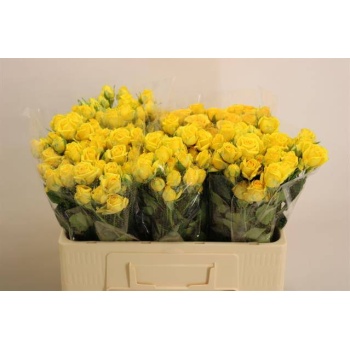 product/img.floraplaza.nl/KRTAR5-LIVE_fotos-0xC64B1A287C66DC391D42AFEE8D01999DF04F5C48.jpg