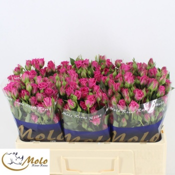 product/img.floraplaza.nl/KRTES5-LIVE_fotos-0x797677B21C6AC6D2CB1A3BAD5D476F394C9FB335.jpg
