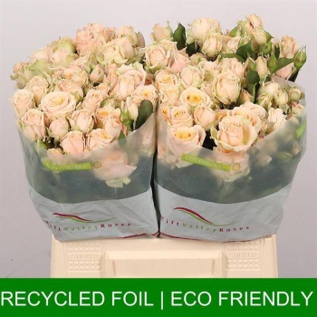 product/img.floraplaza.nl/KRTRI4-LIVE_fotos-0x70230C74EA9A644CA8E4AF17729C700B318AA065.jpg