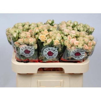 product/img.floraplaza.nl/KRTRI6-LIVE_fotos-0xBEC2E0229C87C06BA5A190D89F2D159B24872BD5.jpg