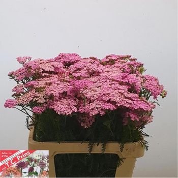 product/img.floraplaza.nl/LACHLILB6-LIVE_fotos-0x12537B6B2ECFC467B2B01B107E1BE049F77EAA7D.jpg